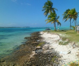 Palm trees & sea Source: Panoramio by Orlando 42